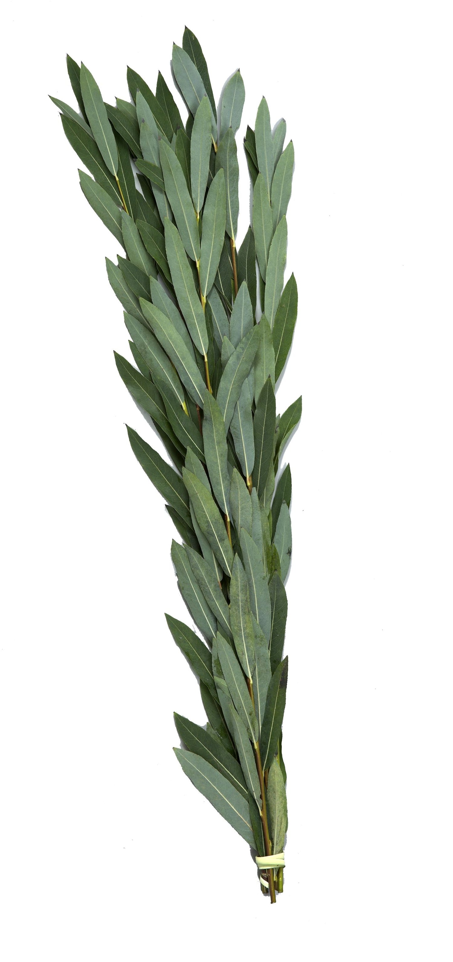 Hoshanos