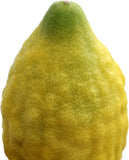 Esrogim No Pitom (Comes with all 4 Species)