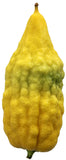 Esrogim With Pitom  - Esrog & Lulav Set (Comes with all 4 Species)