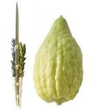 Esrogim No Pitom (Comes with all 4 Species)