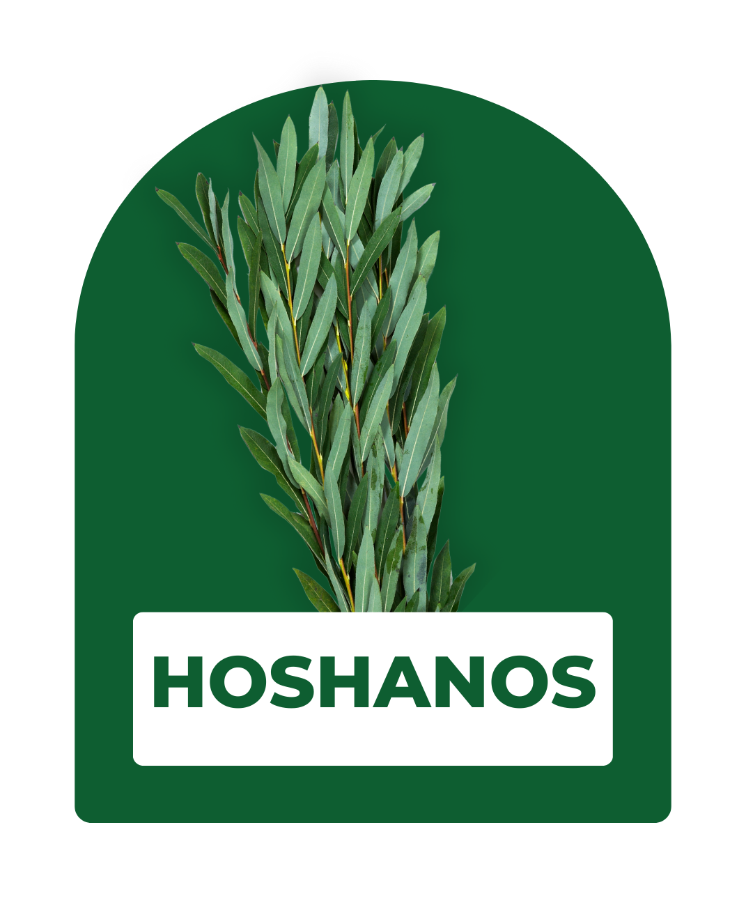 Hoshanos