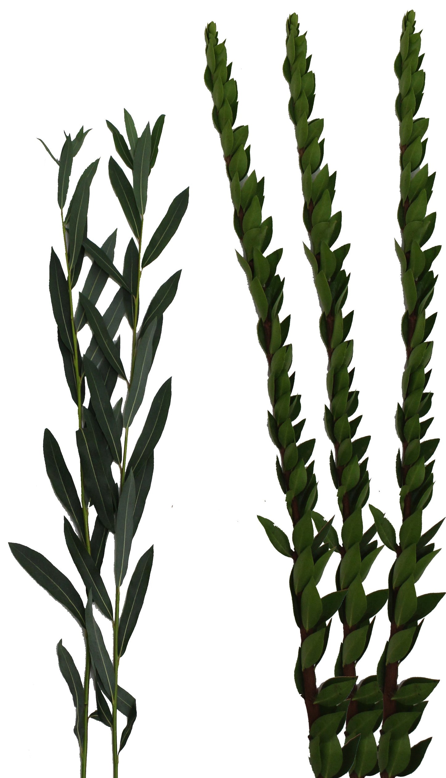 Extra Set of Hadasim & Aravot