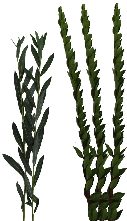 Extra Set of Hadasim & Aravot