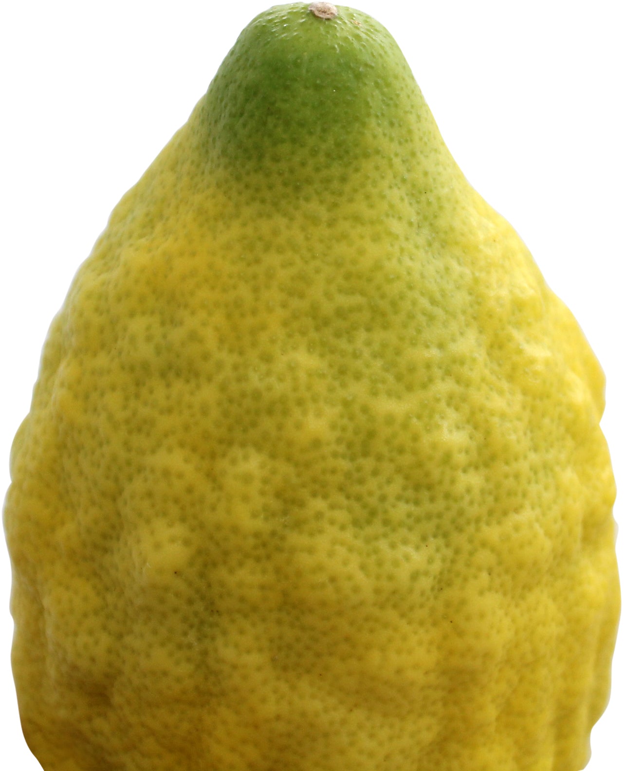 Esrogim No Pitom (Comes with all 4 Species)