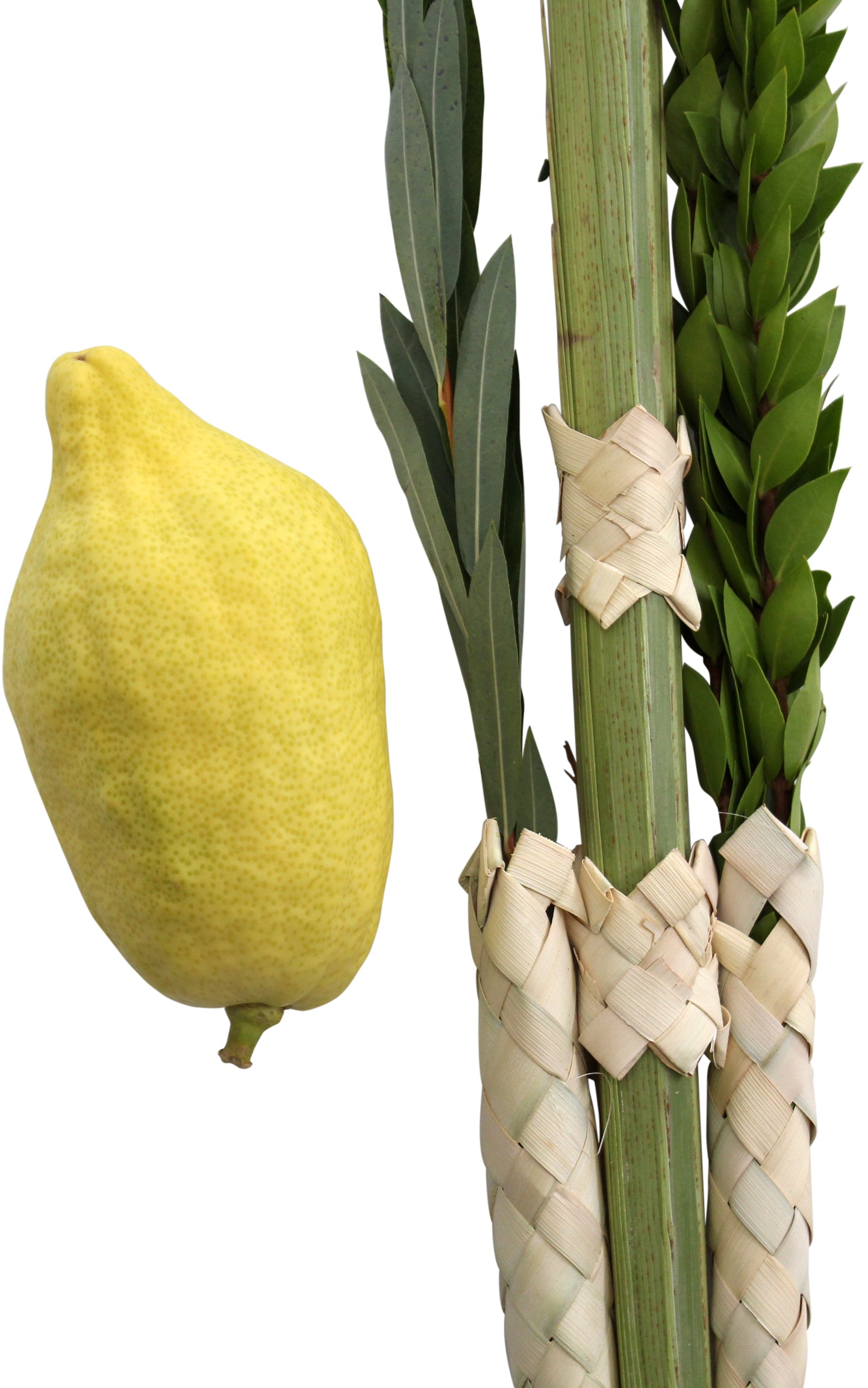 Esrogim No Pitom (Comes with all 4 Species)