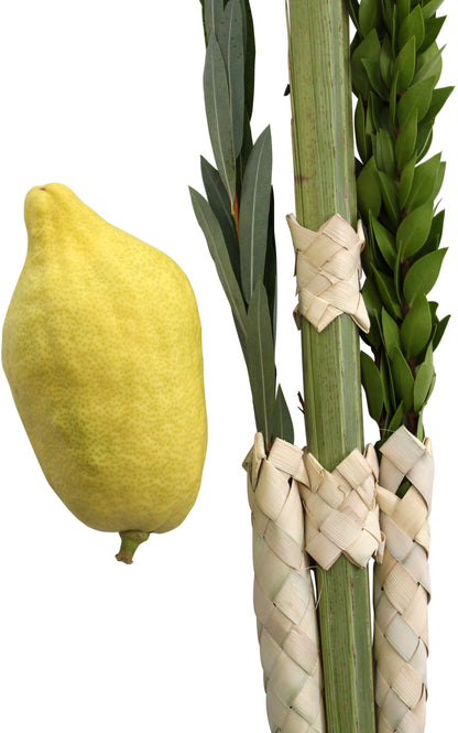 Esrogim No Pitom (Comes with all 4 Species)