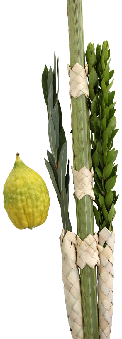 Esrogim With Pitom  - Esrog & Lulav Set (Comes with all 4 Species)