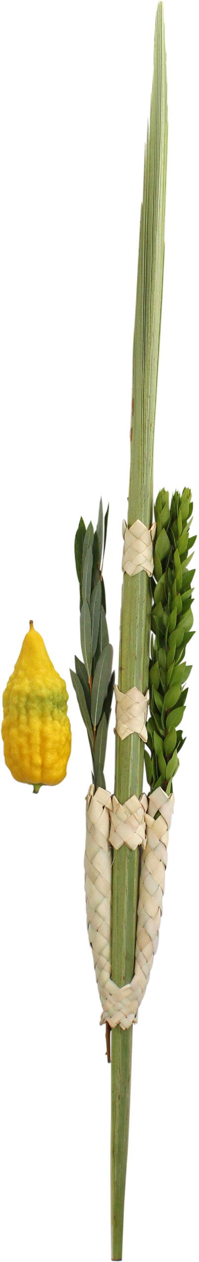 Esrogim With Pitom  - Esrog & Lulav Set (Comes with all 4 Species)